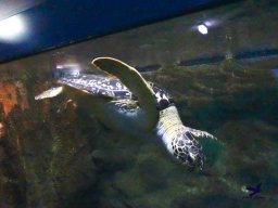 Haus des Meeres 4.02.2026